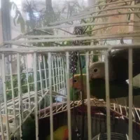 طوطی برزیلی