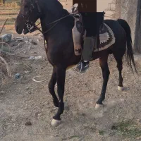 نریان کرد عرب ...شش دانگ