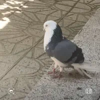 کبوتر گمشده|حیوانات|بهار, |دیوار