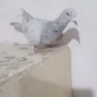 هفرنگ خطی نر