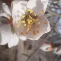 کندو زنبور طبق قاب حلب موم کندو تولید ملکه ۴طرفه