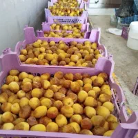 رطب برحی