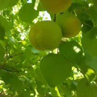فروش باغ