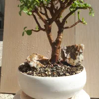 بونسای  درختچه خرفه یا جید بن سای|گل و گیاه طبیعی|کرمانشاه, |دیوار