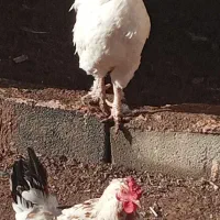 خروس نژاد سلطان|حیوانات مزرعه|یزد, |دیوار