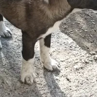 فروش تعدادی توله سگ|سگ|شبستر, |دیوار