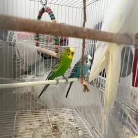 عروس هلندی سالم و زیبا  مرغ عشق خوشرنگ سالم