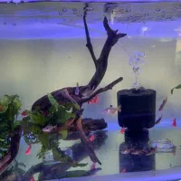 بار جدیدماهی و گیاه اکواریوم مارلین رسید|ماهی|زنجان, |دیوار