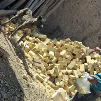 سگ افغان|سگ|دشتابی, |دیوار