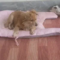 سگ‌پاکوتاه‌جهت‌جفت‌گیری