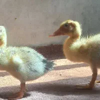 اردک زیر قیمت به علت مسافرت