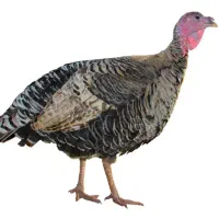 بوقلمون سینه پهن انگلیسی ومرغ ابریشمی