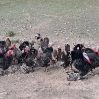 بوقلمون طبیعی تعداد 70|حیوانات مزرعه|بران, |دیوار