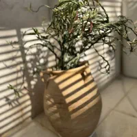 گل  طبیعی و گلدانهای خاص|گل و گیاه طبیعی|شیراز, شهرک بهشتی|دیوار