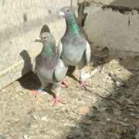 کفتر جفتی