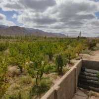 فروش-باغ-پسته-در-نعیم-آباد