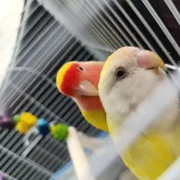 کوتوله برزیلی|پرنده|بندر انزلی, تهران|دیوار