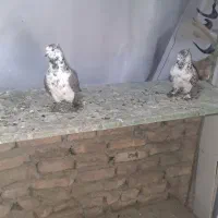 کفتر پرشی ۱۰ ساعتی|پرنده|فردوسیه, |دیوار