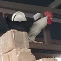 خروس سرحال