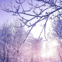 لاستیک 206 دو حلقه با یکحلقه رینگ و لاستیک یخ شکن