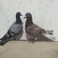 کبوتر پلاکی