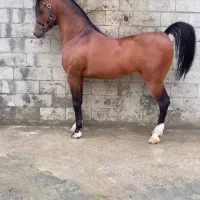 اسطبل  پانسیون