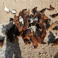 خلنگ درجه یک