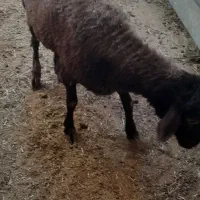 بره افشاری جوان|حیوانات مزرعه|میبد, |دیوار