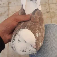 ماده پشتدار