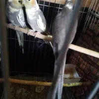 فروش عروس هلندی دو ماه|پرنده|شیراز, محراب|دیوار