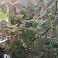 گل های سالم