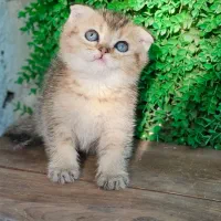 توله گربه اسکاتلندی|گربه|تبریز, |دیوار