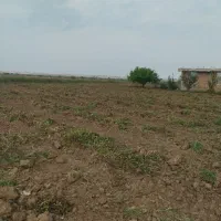 بادام زمینی