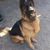 سگ ژرمن شولاین کینگ|سگ|فردیس, شهرک شهید حسینی|دیوار