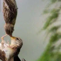 صندوق همگانی