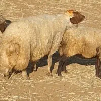 قوچ|حیوانات مزرعه|فیروزآباد, |دیوار