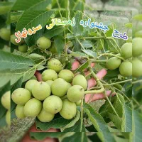 فروش انواع نهالهای مقاوم وپربازده برای تمام مناطق