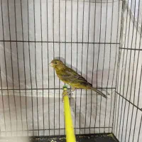 جوجه قناری سبز