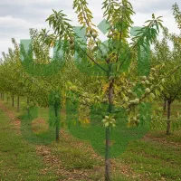 نـهاـل گــردـو پیوندی با ضمانت کیفیت|خدمات باغبانی و درختکاری|مراغه, |دیوار