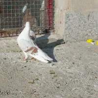 گرده دار|پرنده|بروجرد, |دیوار