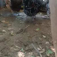 مرغ وخروس شهری|حیوانات مزرعه|قشم, |دیوار