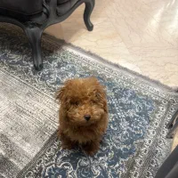 سگ پودل توی رد