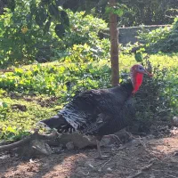 بوقلمون نر محلی|حیوانات مزرعه|گلوگاه بابل (گلیا), |دیوار