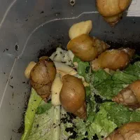 واگذاری حلزونهای 7تا ۹ سانتی