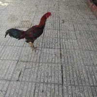 خروس لاری