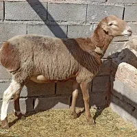 بره قوچی چینی کری