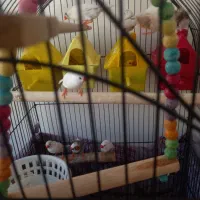 فنچ نروماده کینگ زبرا وبنگالی|پرنده|ری, سیزده آبان|دیوار