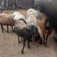 سلام فروش گوسفند چاق میش بره بز موجود است