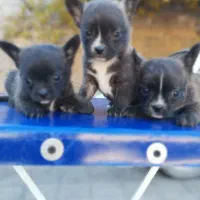 توله پامرین|سگ|تهران, شهرک آزمایش|دیوار