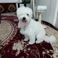 سگ کوچک آپارتمانی فی ۲